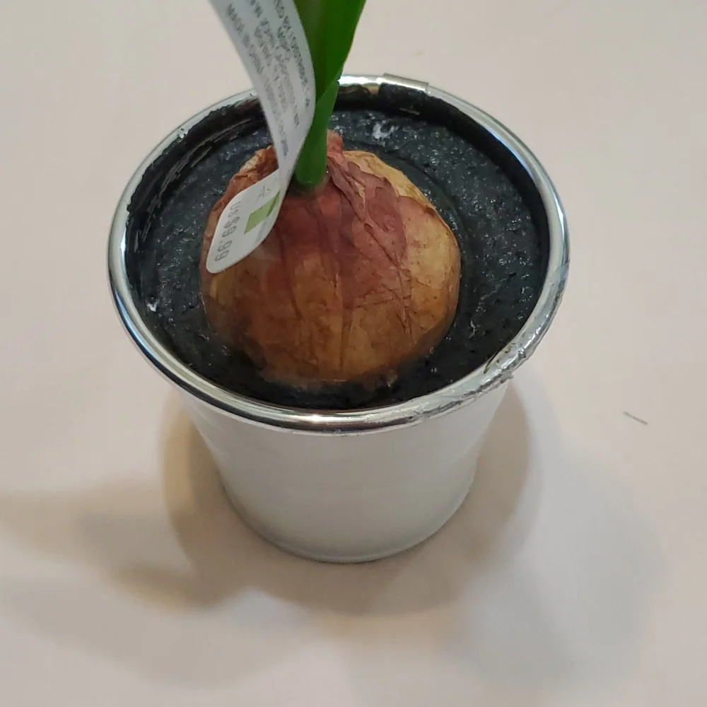 3 Faux Potted White Tulip Bulbs